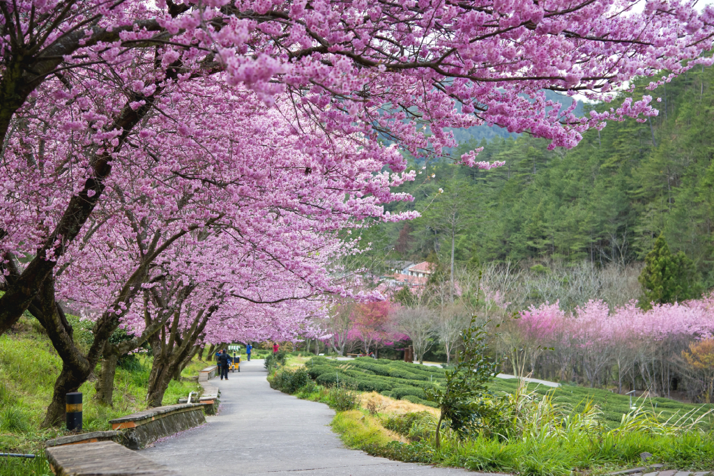 武陵農場櫻花季,滿開盛況。