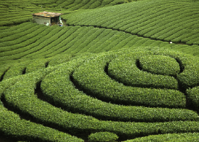 全臺最美茶園之一－「軟鞍八卦茶園」
